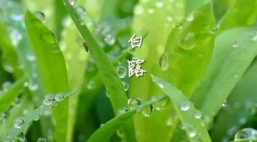 涼風(fēng)至，白露降
